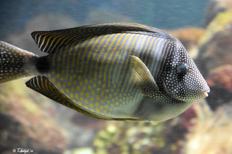 Westlicher Segelflossen-Doktorfisch | Ouwehands Dierenpark, Rhenen | 06.07.2021