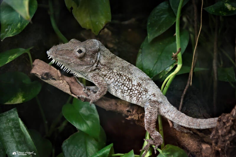 Westliches Falsches Chamäleon | Zoo Neuwied | 17.06.2024