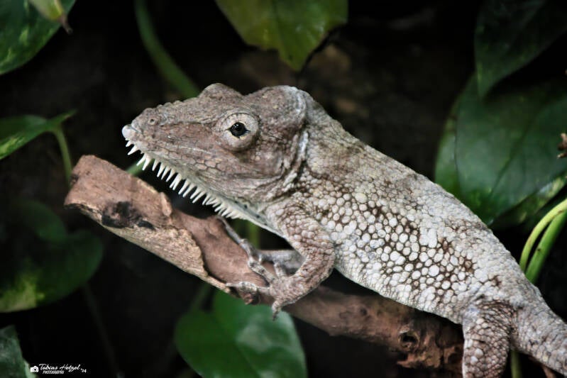 Westliches Falsches Chamäleon | Zoo Neuwied | 17.06.2024