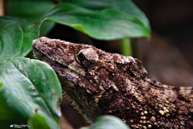 Westliches Falsches Chamäleon | Akva Tera Plzen | 16.08.2024