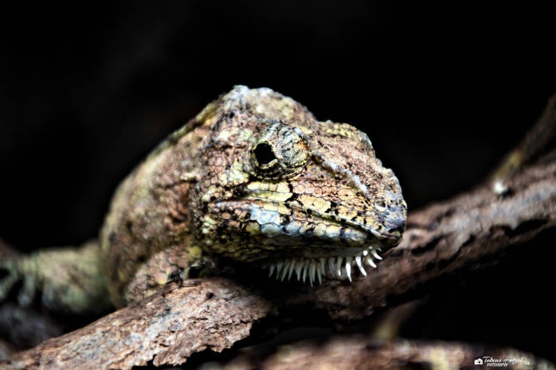 Westliches Falsches Chamäleon | Akva Tera Plzen | 16.08.2024