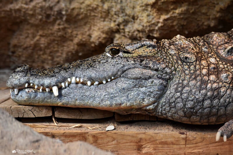 Westliches Nilkrokodil | Diergaarde Blijdorp, Rotterdam | 09.07.2021