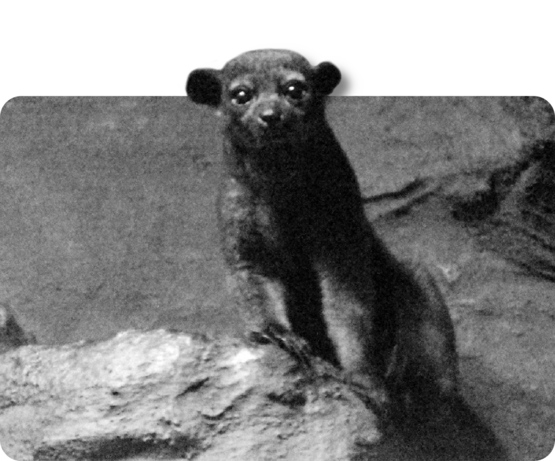 Wickelbär (kein Unterartenstatus)