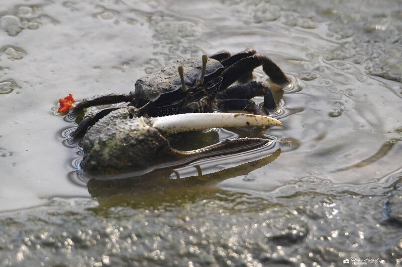Winkerkrabbe | Burgers Zoo, Arnhem | 07.07.2021