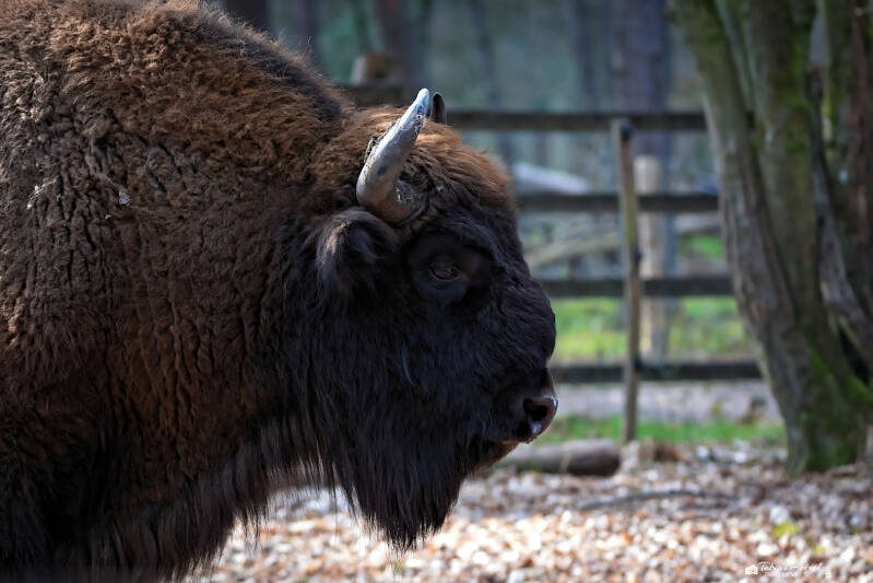 Wisent (kein Unterartenstatus) | Wildpark Alte Fasanerie, Hanau Klein-Auheim | 01.03.2026