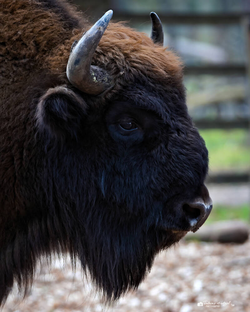 Wisent (kein Unterartenstatus) | Wildpark Alte Fasanerie, Hanau Klein-Auheim | 01.03.2026