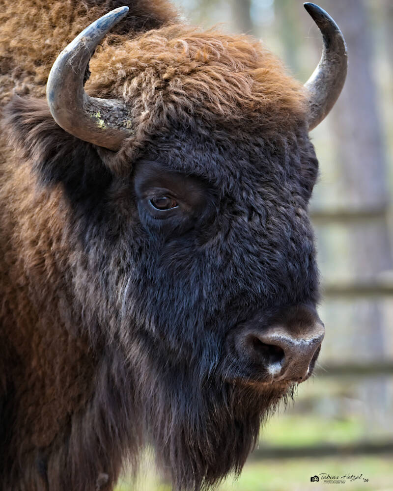Wisent (kein Unterartenstatus) | Wildpark Alte Fasanerie, Hanau Klein-Auheim | 01.03.2026