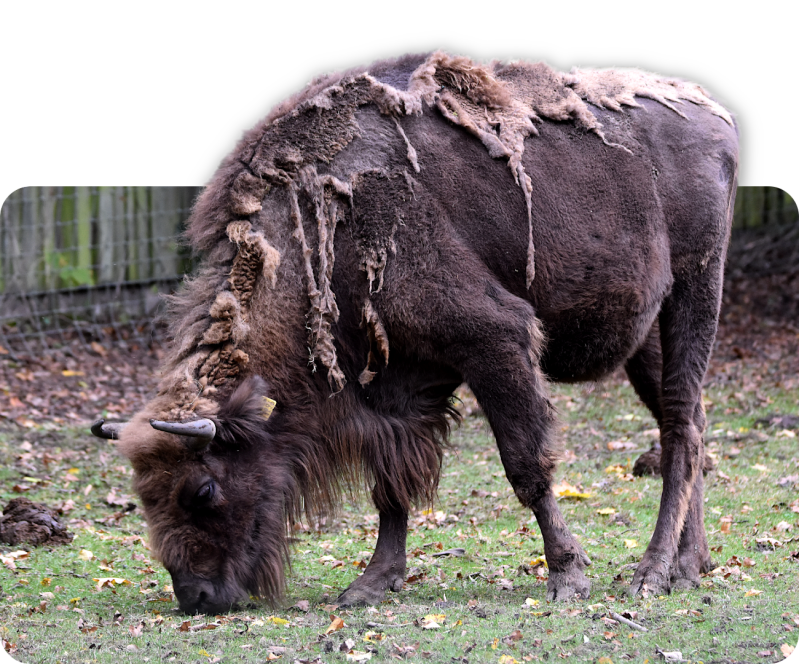 Wisent (kein Unterartenstatus)