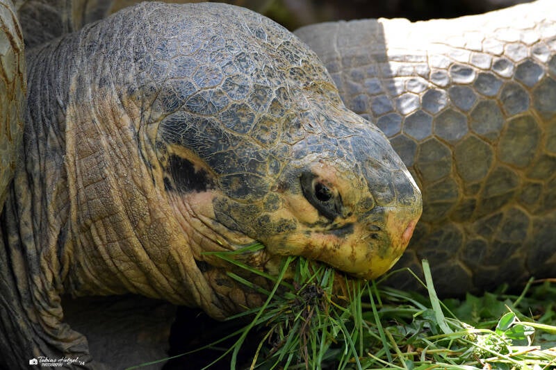 Wolf-Riesenschildkröte | Zoo Zürich | 04.07.2020