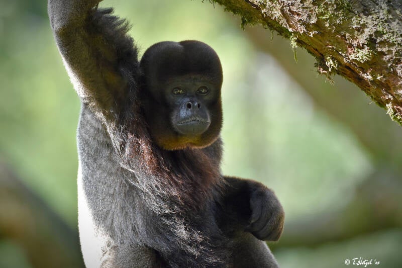 Wollaffe (kein Unterartenstatus) | Apenheul, Apeldoorn | 08.07.2021