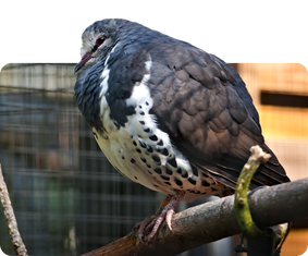 Wongataube