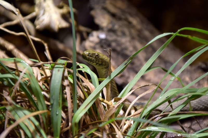 Würfelnatter | Zoopark Erfurt | 24.09.2020