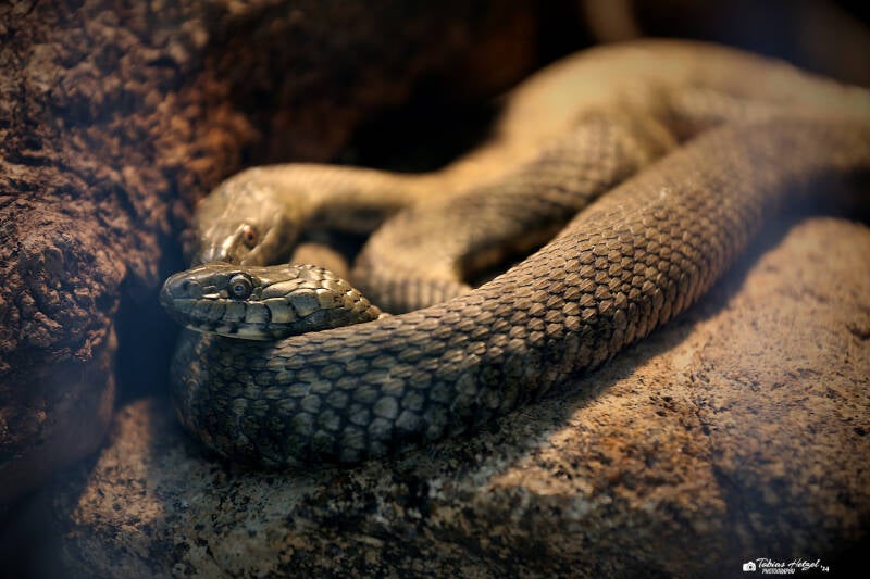 Würfelnatter | Tiergarten Straubing | 16.08.2018