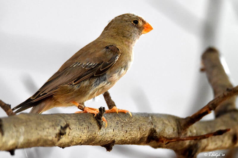 Wüstengimpel | Tiergarten Nürnberg | 12.08.2023