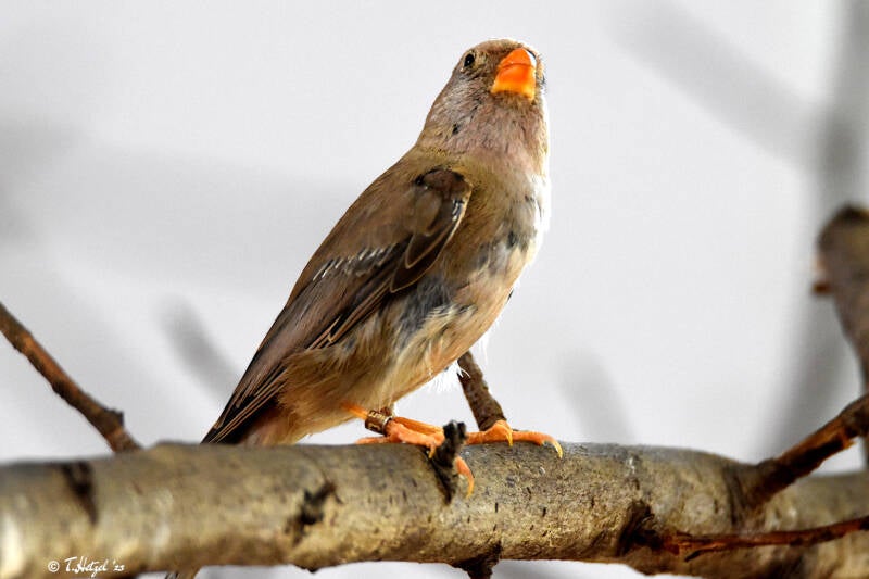 Wüstengimpel | Tiergarten Nürnberg | 12.08.2023