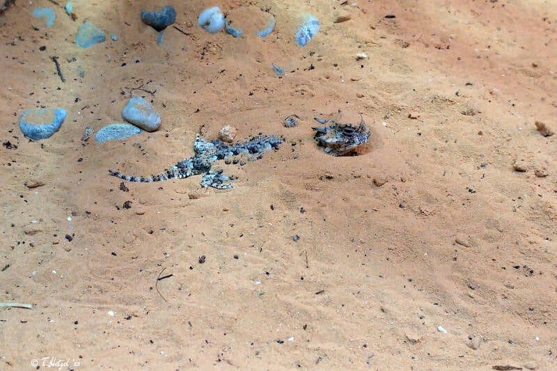 Wüstenkrötenechse | Vivarium Darmstadt | 31.03.2018