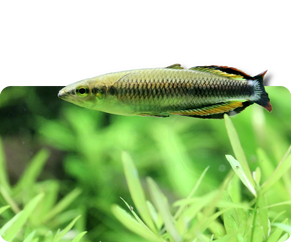 Rotschwanz-Ährenfisch