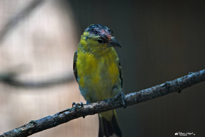 Yarrellzeisig | Zoo Heidelberg | 25.05.2026