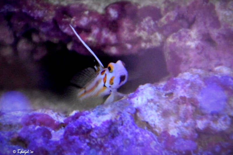 Yasha-Grundel | Staatliches Museum für Naturkunde Karlsruhe | 09.03.2023