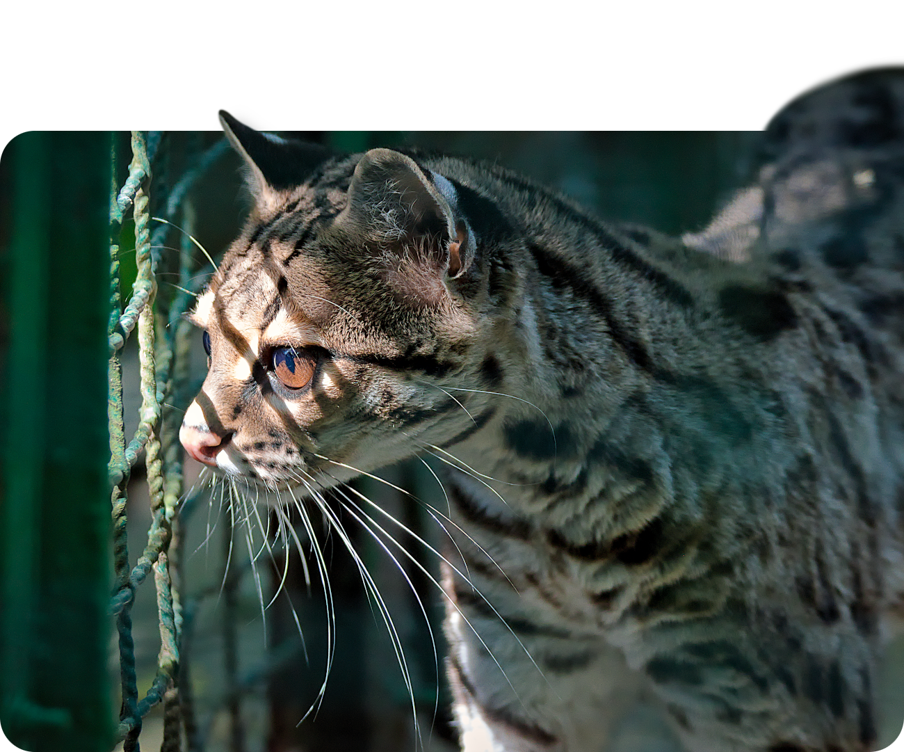 Yucatán-Langschwanzkatze