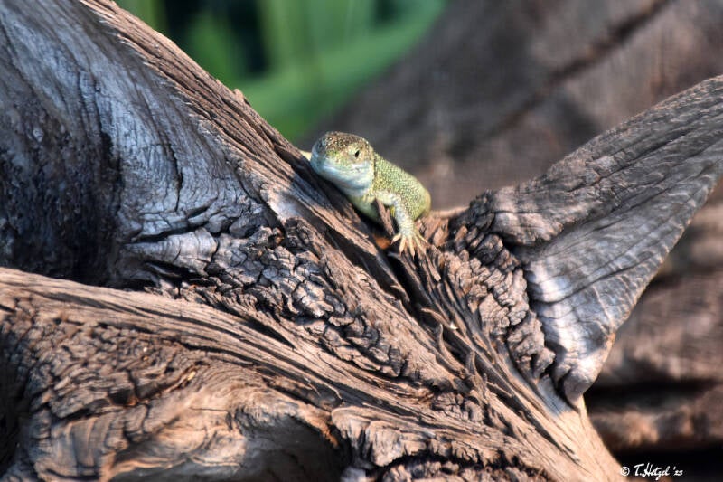 Zauneidechse (kein Unterartenstatus)