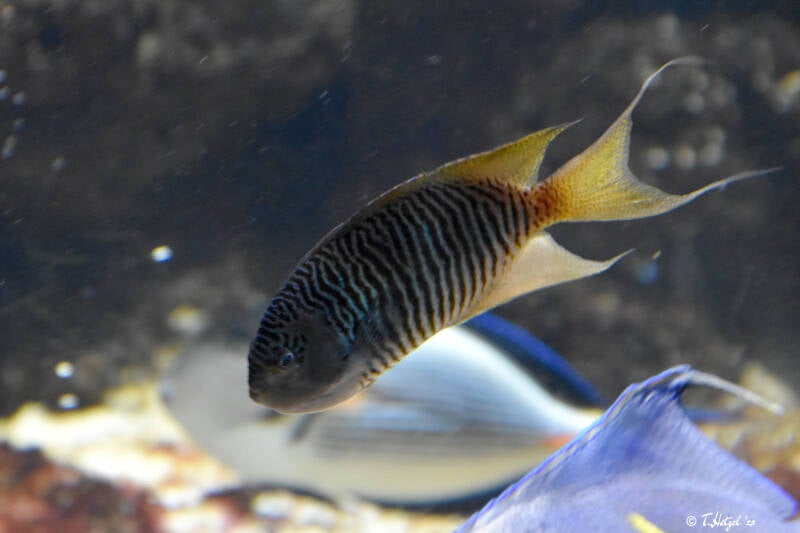 Zebra-Lyrakaiserfisch | Zoo Basel | 09.04.2023