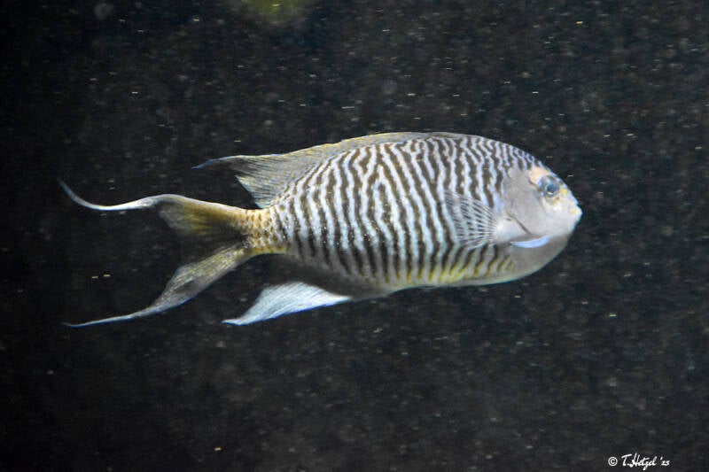 Zebra-Lyrakaiserfisch | Zoo Basel | 09.04.2023