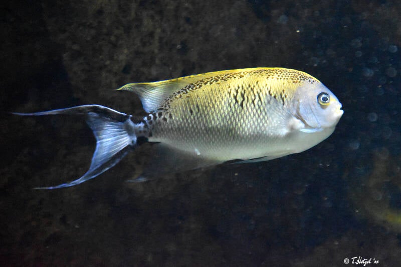 Zebra-Lyrakaiserfisch | Zoo Basel | 09.04.2023