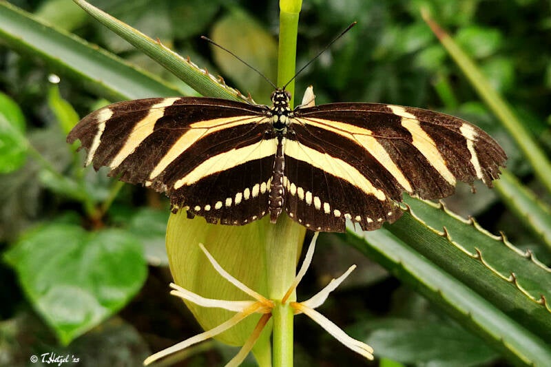Zebrafalter | Palmengarten Frankfurt | 21.04.2023