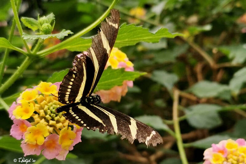 Zebrafalter | Palmengarten Frankfurt | 21.04.2023