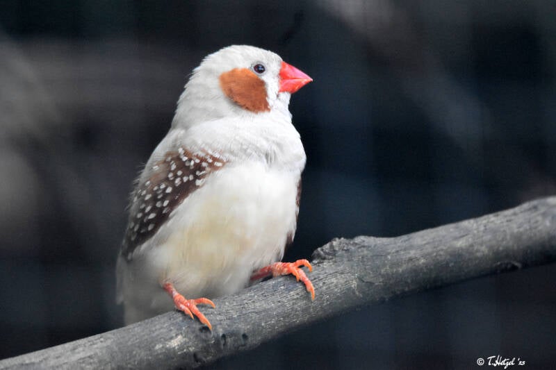 Zebrafink (Zuchtformen)