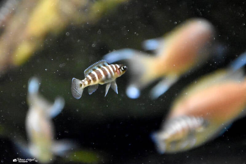 Zebraschlankcichlide | Wilhelma Stuttgart | 16.06.2023