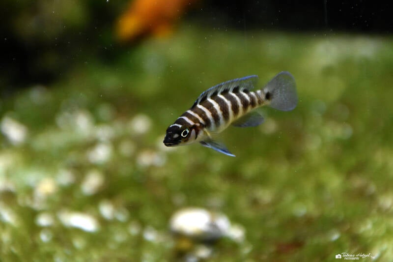 Zebraschlankcichlide | Wilhelma Stuttgart | 16.06.2023