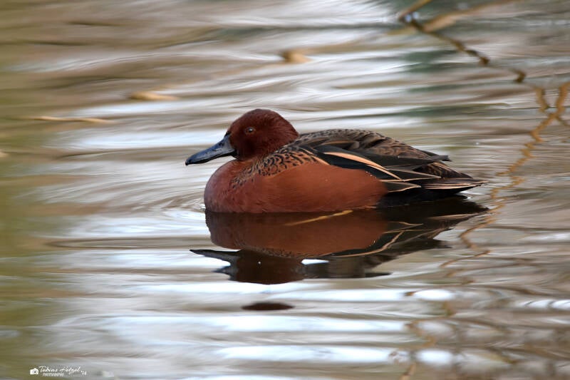Zimtente (kein Unterartenstatus) | Kölner Zoo | 03.12.2023