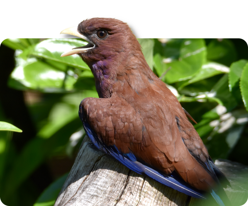 Zimtracke (kein Unterartenstatus)