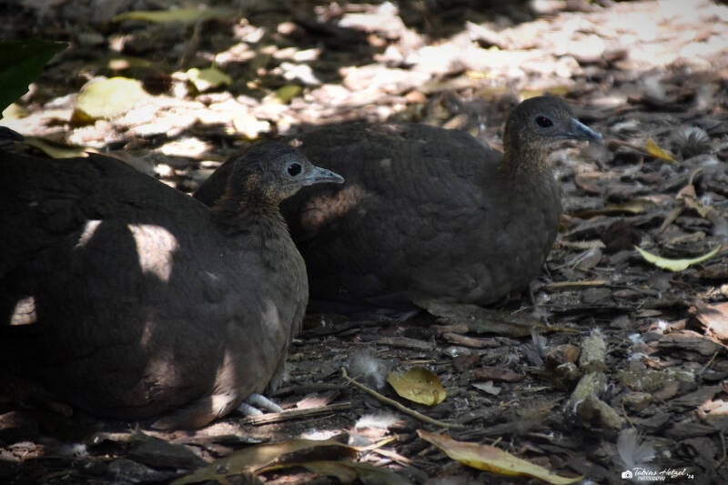 Zimttinamu | Weltvogelpark Walsrode | 09.06.2023