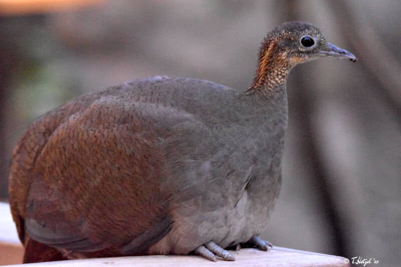 Zimttinamu | Zoologischer Garten Köln | 27.12.2021