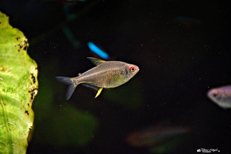 Zitronensalmler | Tierpark Chemnitz | 13.07.2025