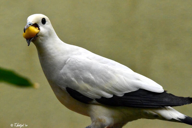 Zweifarben-Fruchttaube | 17.08.2020