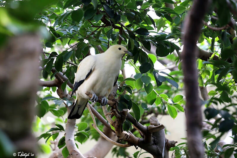 Zweifarben-Fruchttaube | Zoo Frankfurt | 09.10.2018