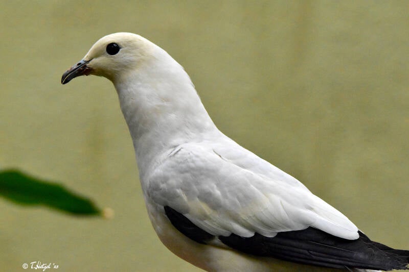 Zweifarben-Fruchttaube | 17.08.2020