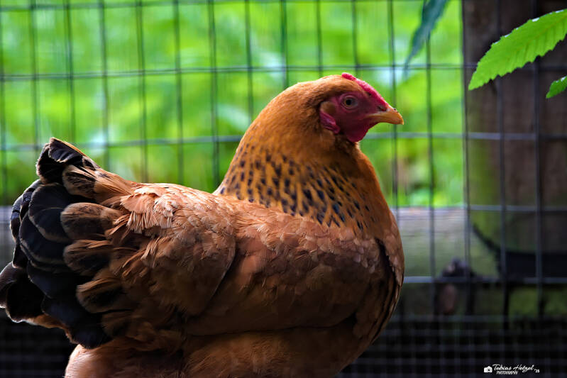 Zwerg-Dresdner | Tierpark Chemnitz | 13.07.2025