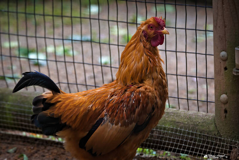 Zwerg-Dresdner | Tierpark Chemnitz | 13.07.2025