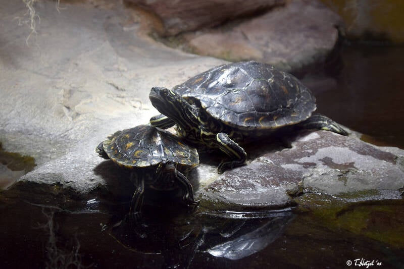 Zwerg-Höckerschildkröte | Wilhelma Stuttgart | 11.08.2023