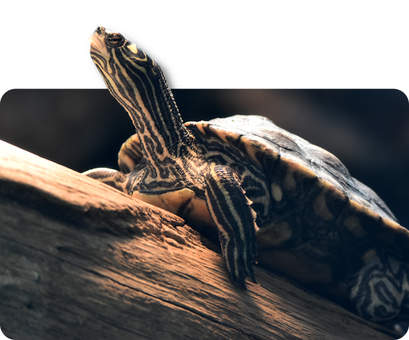 Zwerg-Höckerschildkröte