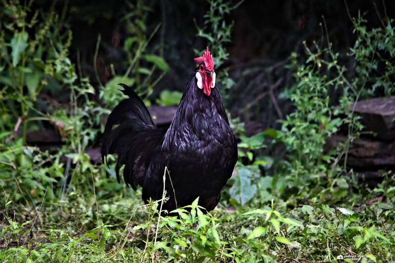 Zwerg-Sachsenhuhn | Tierpark Chemnitz | 13.07.2025