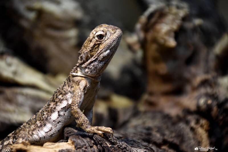 Zwergbartagame | Vivarium Darmstadt | 25.10.2022