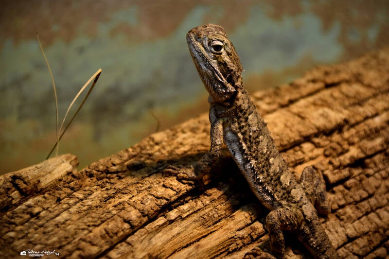 Zwergbartagame | Vivarium Darmstadt | 28.11.2021
