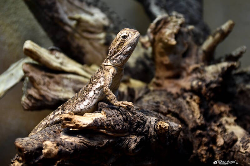 Zwergbartagame | Vivarium Darmstadt | 25.10.2022