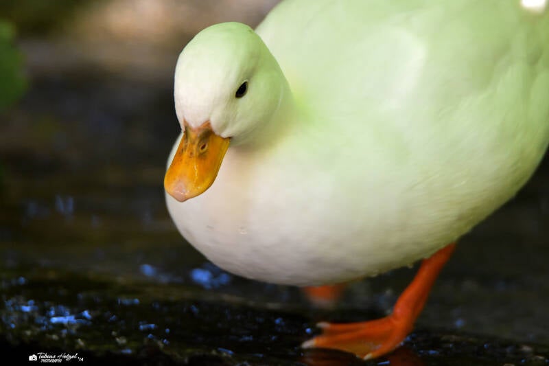 Zwergente | Haustierhof Reutemühle, Überlingen-Bambergen | 05.07.2020
